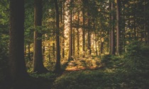 Rapporto Ersaf: la Lombardia conta 620mila ettari di foresta