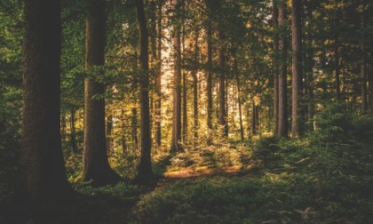 Rapporto Ersaf: la Lombardia conta 620mila ettari di foresta