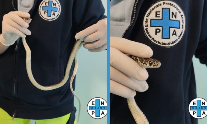 Trovato e soccorso in zona Gratosoglio un biacco. Ma cosa è meglio fare di fronte ad un incontro di questo tipo?