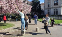 Primavera milanese, spopola il rito dei selfie con le coloratissime magnolie