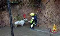 I vigili del fuoco salvano un cane caduto nel fiume in piena al Parco delle Groane