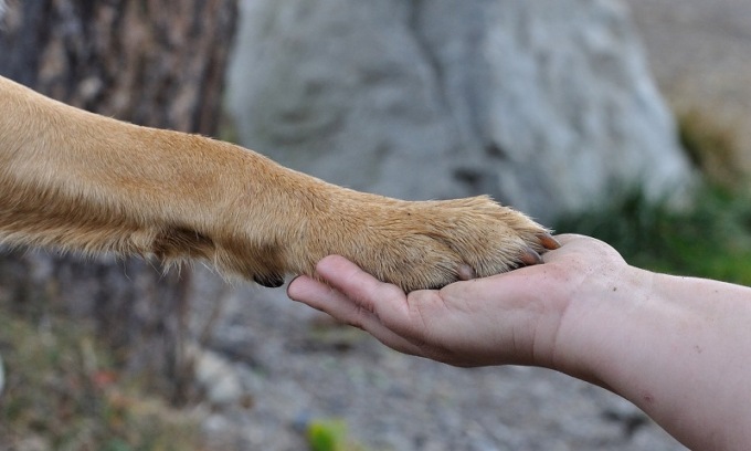 L’animale di compagnia sepolto col suo amico umano di tutta la vita: si può fare in un comune nel nord milanese