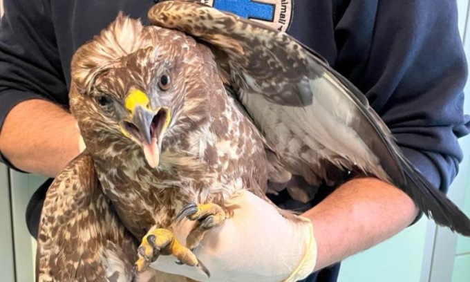 Enpa e polizia salvano una poiana in difficoltà in autostrada