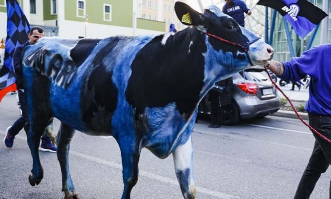 Mucca dipinta di neroazzuro alla festa scudetto dell’Inter. Enpa denuncia: “Violenza sull’animale, intervengano le autorità”