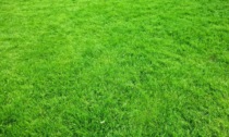 A Milano non si taglierà più (o quasi) l'erba nei parchi: ecco perché