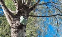 300 sensori sugli alberi di Portanuova monitoreranno smog e stabilità delle piante