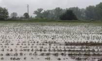 Il maltempo colpisce l'agricoltura lombarda: i campi sono sommersi dall'acqua. Coldiretti "Orzo, grano e pomodoro a rischio"