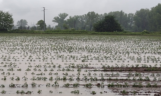 Il maltempo colpisce l’agricoltura lombarda: i campi sono sommersi dall’acqua. Coldiretti “Orzo, grano e pomodoro a rischio”