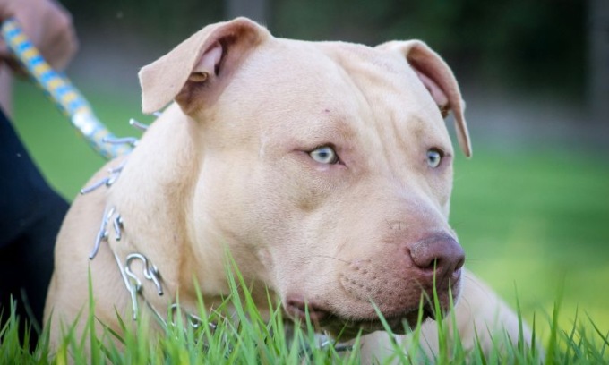 Pitbull di famiglia azzanna una bambina: è in grave condizioni