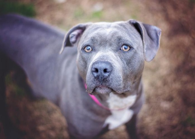 Bambino di 10 anni morso dal pitbull di famiglia a Milano, trasportato al Niguarda