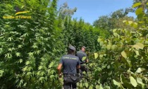 Scoperte 200 piante di cannabis nel parco del Ticino