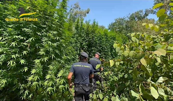 Scoperte 200 piante di cannabis nel parco del Ticino