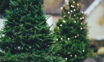 Alberi di Natale naturali? Dopo le feste, li cura l'associazione Compagnia dell'Anello