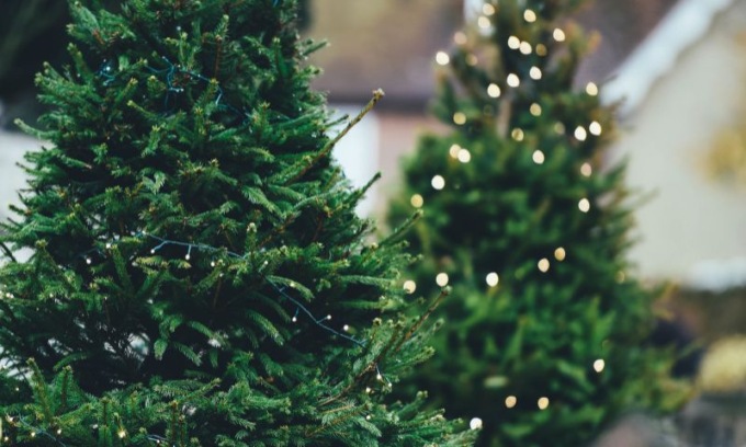 Alberi di Natale naturali? Dopo le feste, li cura l’associazione Compagnia dell’Anello