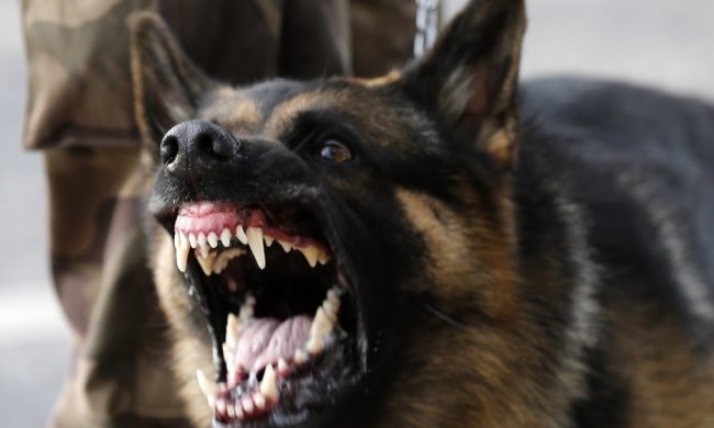 Si aprono due probabili piste sul caso dei cani uccisi e abbandonati in strada