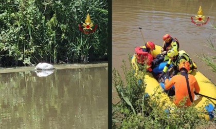 Cigno in difficoltà si arena su una sponda del fiume Lambro: il salvataggio dei Vigili del Fuoco