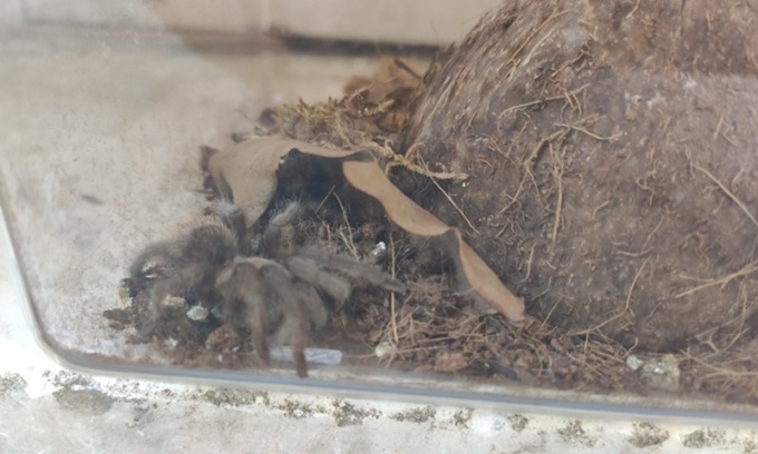 Una tarantola abbandonata in strada a San Siro: salvata dalla Polizia Locale