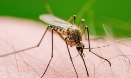 Virus West Nile in Lombardia: una 38enne colpita a Milano. In regione "situazione sotto controllo"