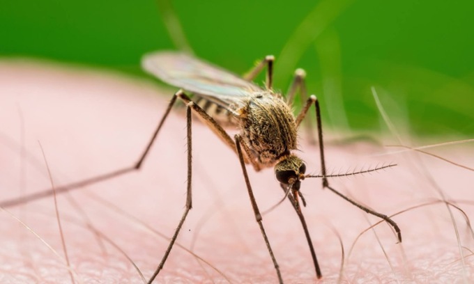 Virus West Nile in Lombardia: una 38enne colpita a Milano. In regione “situazione sotto controllo”