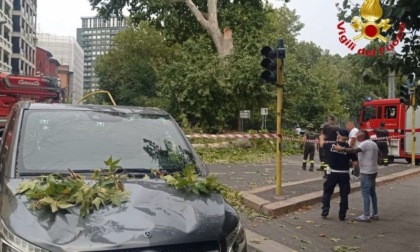 Ramo cade su un van in transito: attimi di tensione in centro