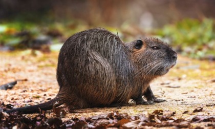 Abbattimento di lepri e nutrie al Parco dei Giganti: polemiche a San Giuliano