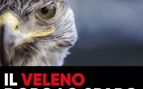 Il veleno dopo lo sparo. Il piombo nella caccia avvelena gli uccelli, l’ambiente e l’uomo: la mostra arriva a Milano