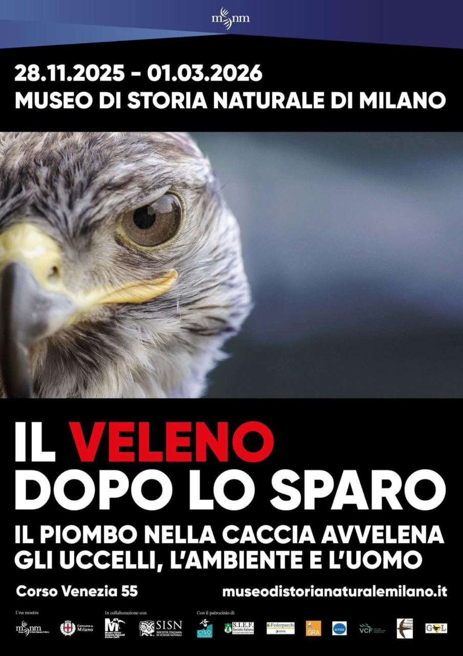 Il veleno dopo lo sparo. Il piombo nella caccia avvelena gli uccelli, l’ambiente e l’uomo: la mostra arriva a Milano