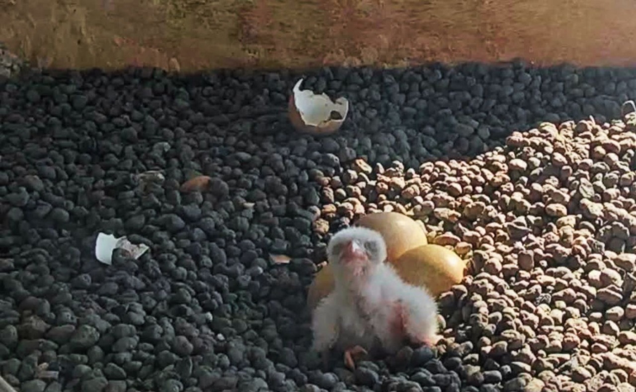 In cima al Pirellone sono nati i primi due pulli del 2026 dei falchi pellegrini Giò e Giulia