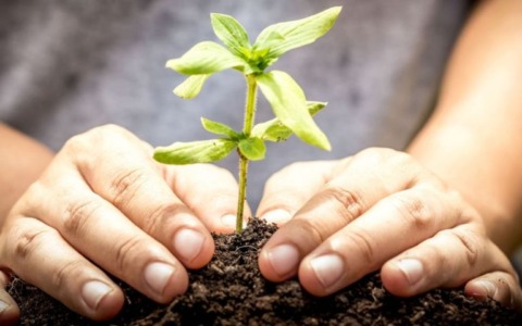 Custodisci una piantina a casa tua fino all’autunno con l’iniziativa “Custodiscimi” di Legambiente