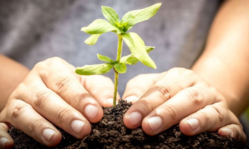 Custodisci una piantina a casa tua fino all’autunno con l’iniziativa “Custodiscimi” di Legambiente