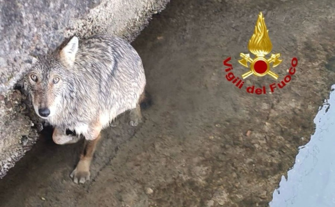 Lupi avvistati nel Milanese, Regione: “Nel 2025 alcuni casi già verificati”