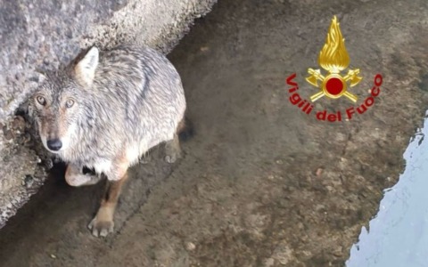 Lupi avvistati nel Milanese, Regione: “Nel 2025 alcuni casi già verificati”