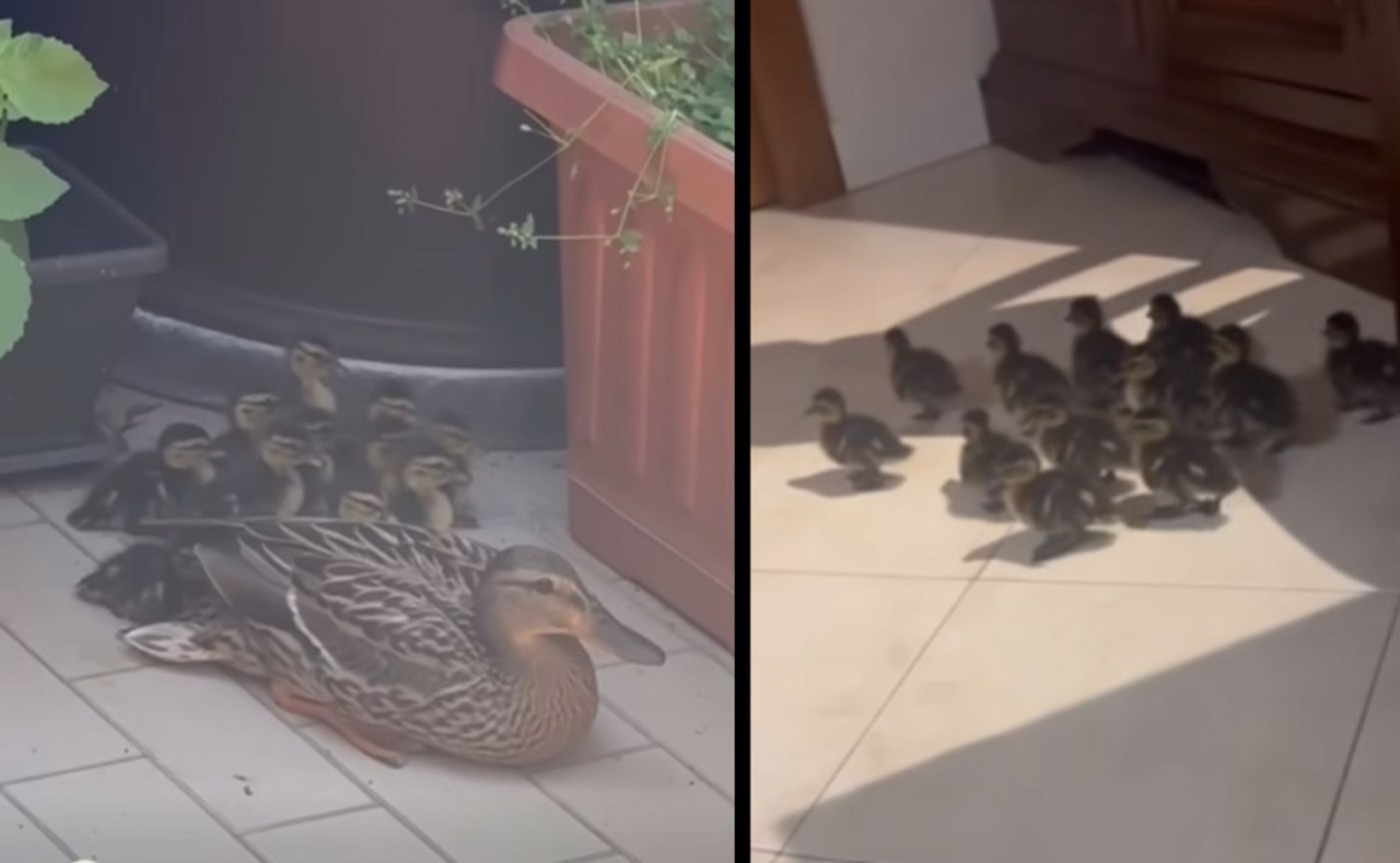 Enpa Milano salva mamma anatra e 12 anatroccoli da un balcone al settimo piano