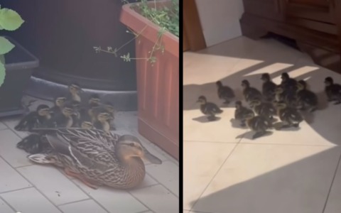 Enpa Milano salva mamma anatra e 12 anatroccoli da un balcone al settimo piano