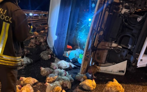 Camion pieno di polli si ribalta alle porte di Milano: traffico in tilt e 10 chilometri di coda sulla Tangenziale Ovest