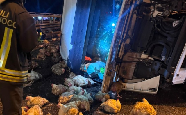 Camion pieno di polli si ribalta alle porte di Milano: traffico in tilt e 10 chilometri di coda sulla Tangenziale Ovest