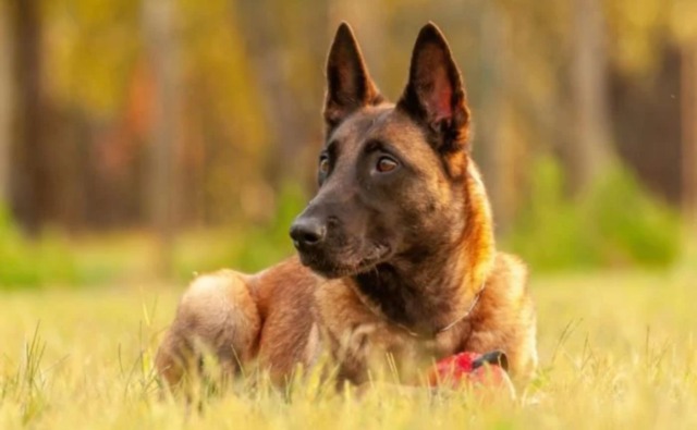 Cane smarrito a Niguarda, tentano di farsi pagare mille euro per restituirlo: due denunciati